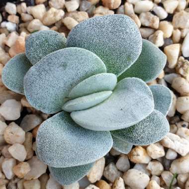 Crassula 'Morgan's Beauty'