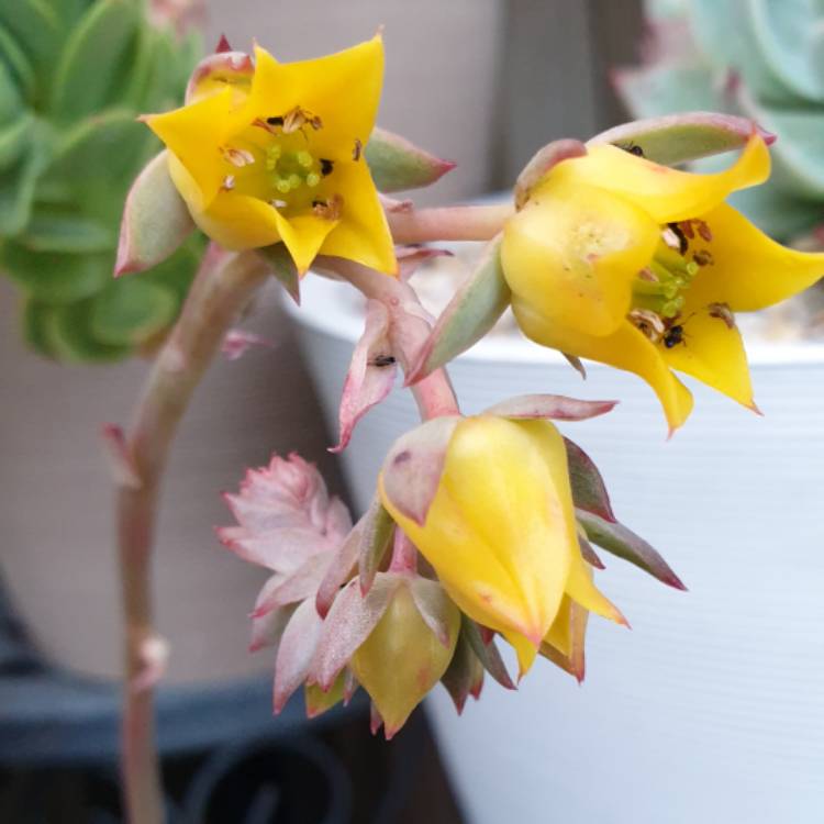 Plant image Echeveria 'Moon Godess'