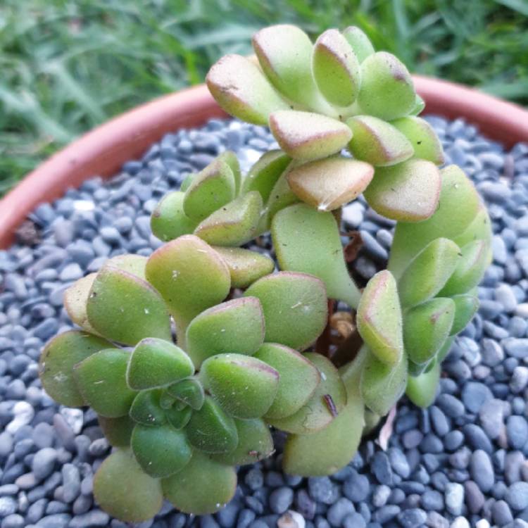 plant image 1192512
