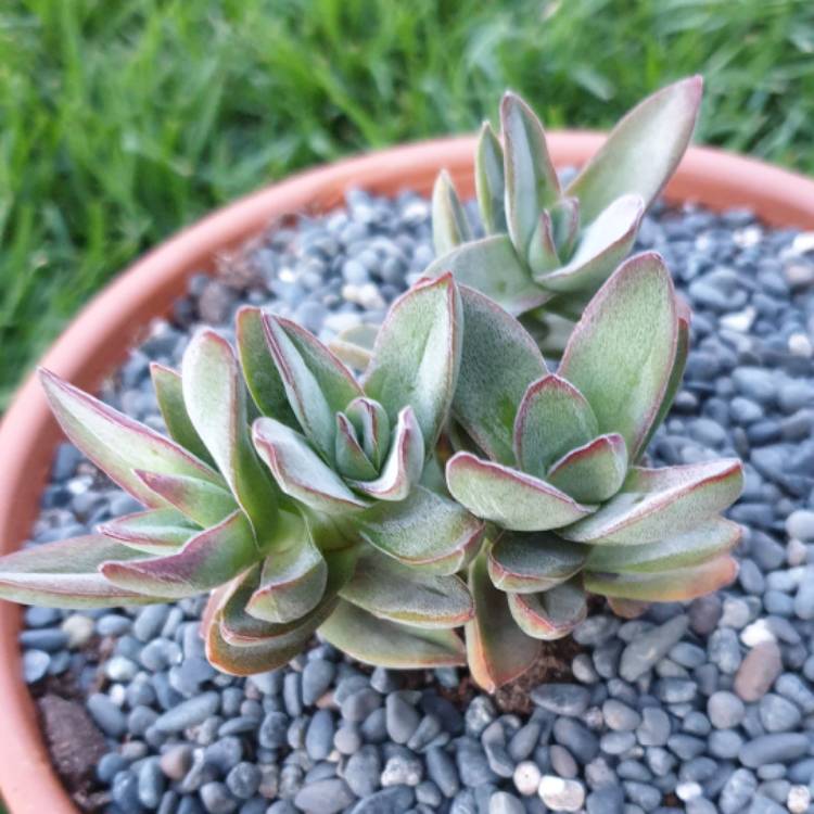 Plant image Crassula Shandy