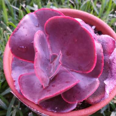 Echeveria Red Wing II