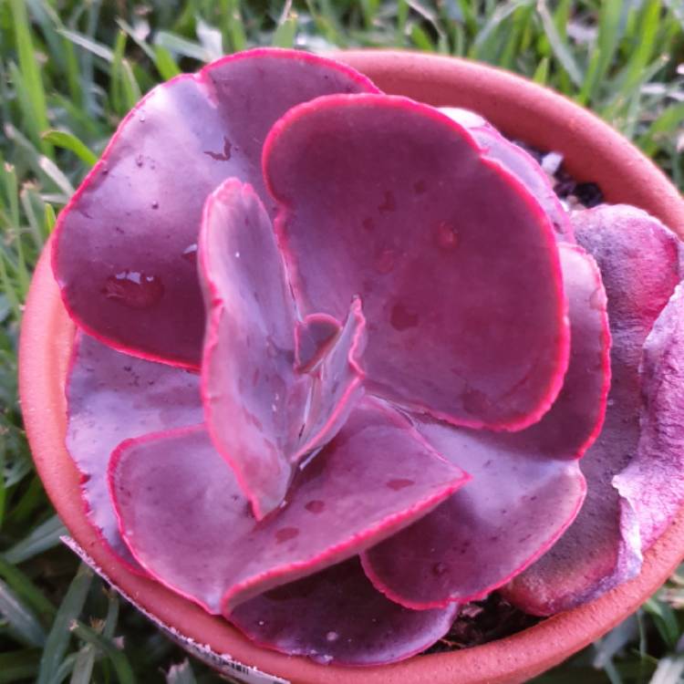 Plant image Echeveria Red Wing II