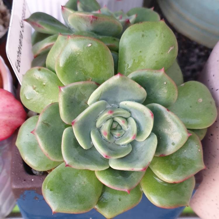 plant image 1194096