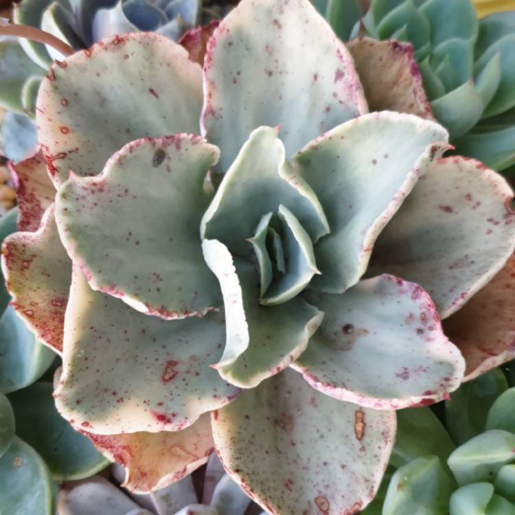 plant image 1194098