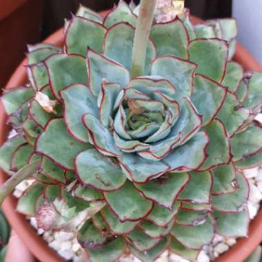 Echeveria 'Moon Godess'