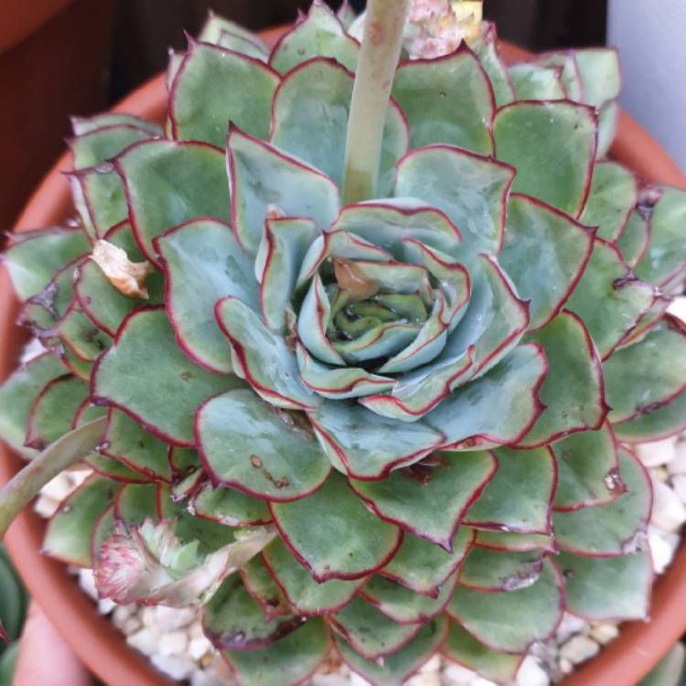 plant image 1194400