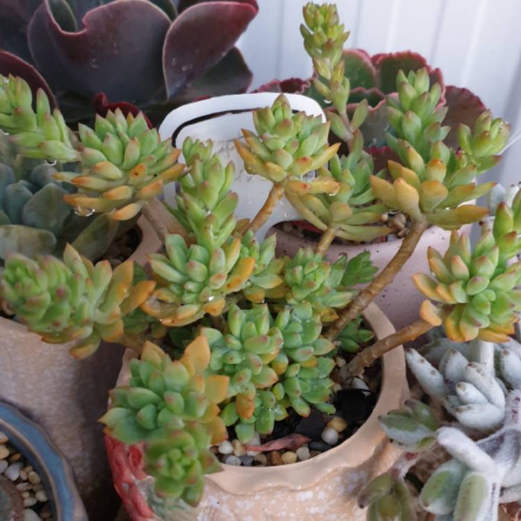 plant image 1194401