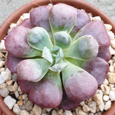 Echeveria Pagoda