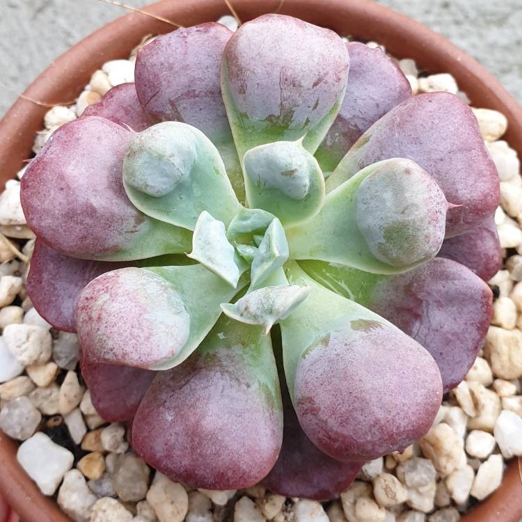 Plant image Echeveria Pagoda