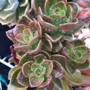 Echeveria Melaco
