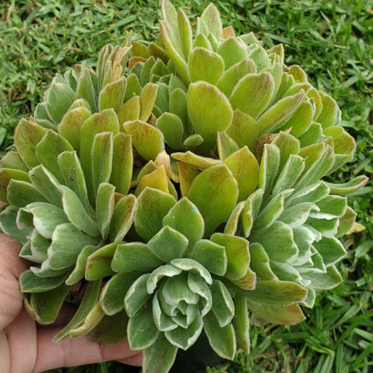 score Tick ubehag Aeonium Ballerina, Aeonium 'Ballerina' - uploaded by @hangsucculents