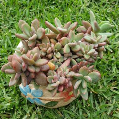 Echeveria Manaudes