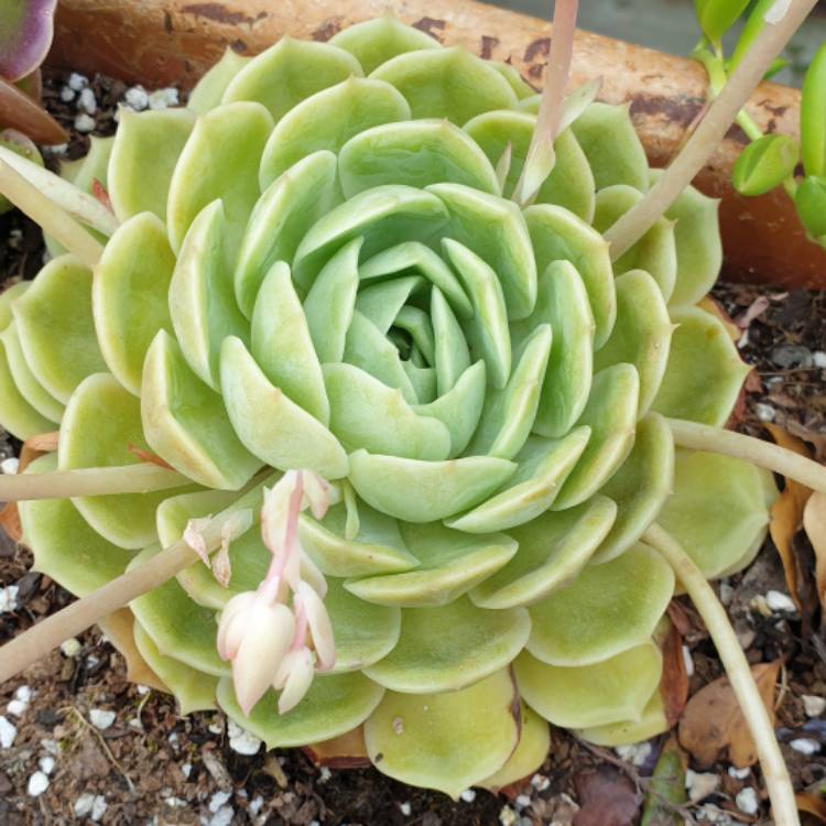 plant image 1198324 plant image 1198324