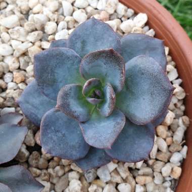 Echeveria Florina