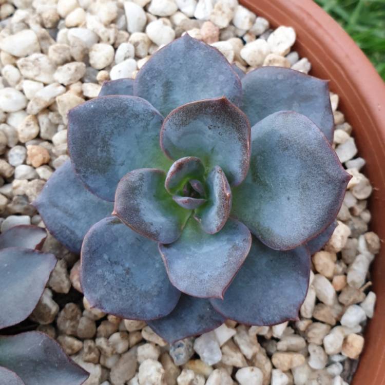 Plant image Echeveria Florina