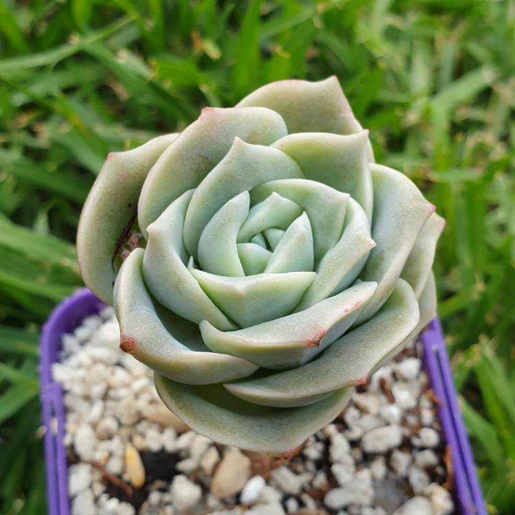 plant image 1199365 plant image 1199365