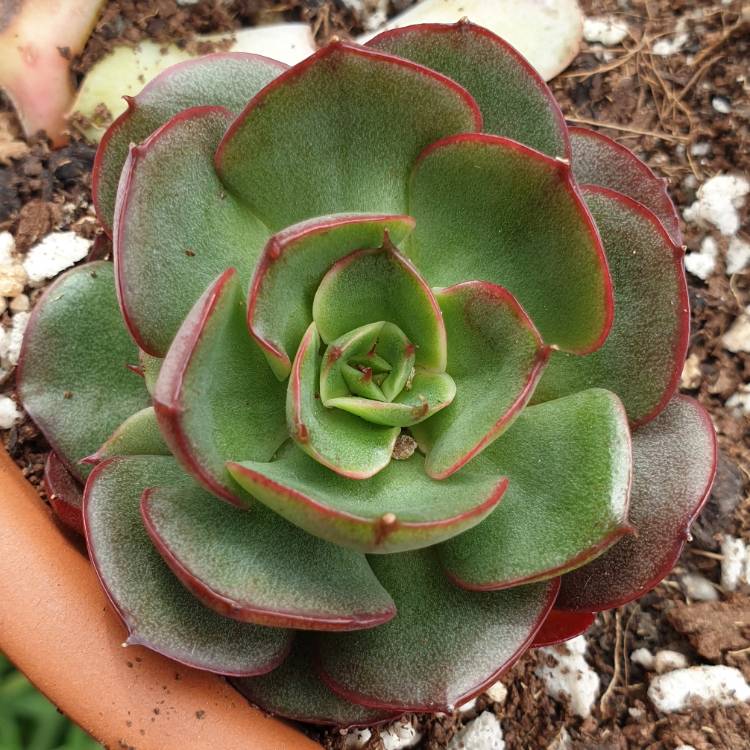 Plant image Echeveria Yangjin