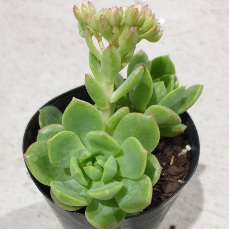 Plant image xSedeveria El Aquinet