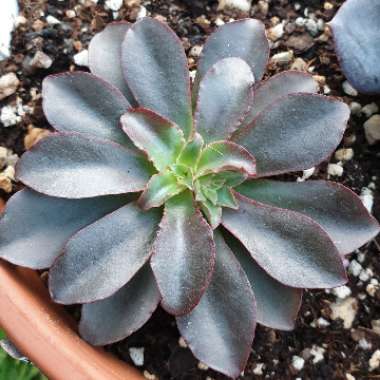 Echeveria Minas