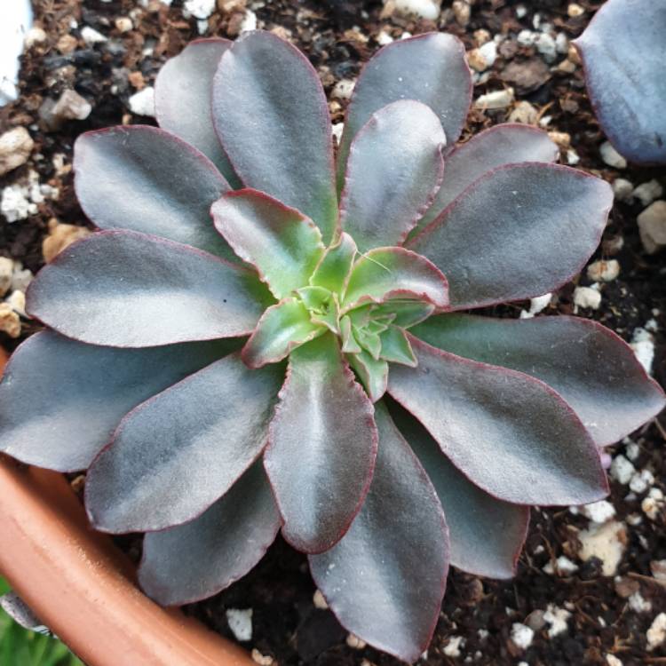 Plant image Echeveria Minas