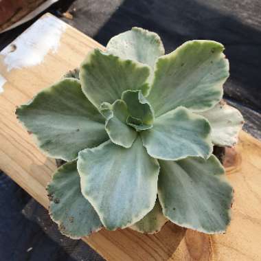 Echeveria Jippon Moon River