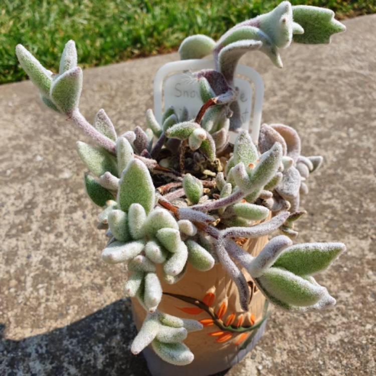 Plant image Kalanchoe eriophylla