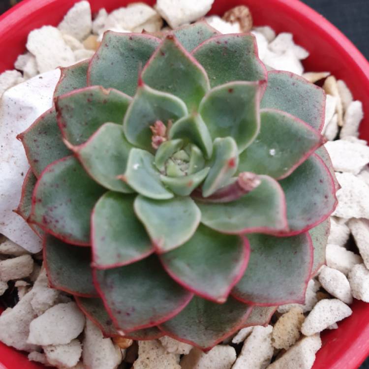 Plant image Echeveria Hepburn 