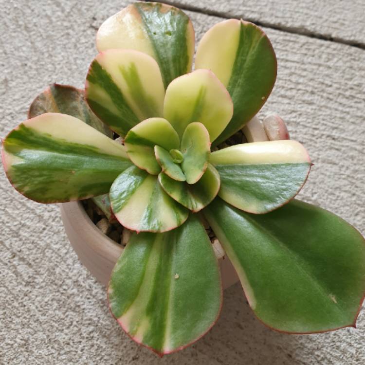 plant image 1230840