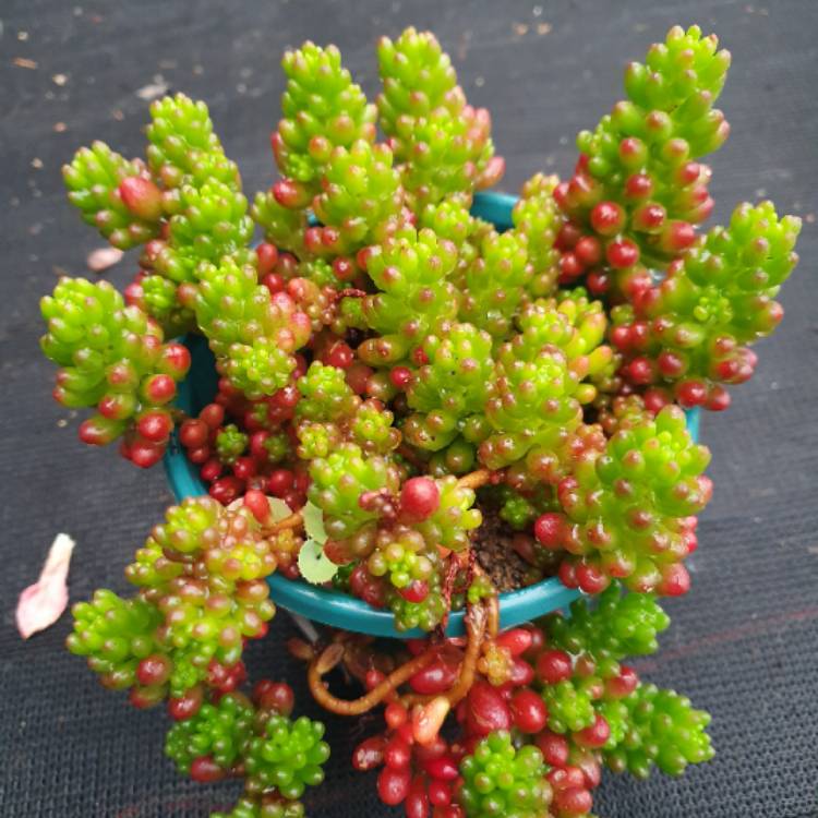 plant image 1230844