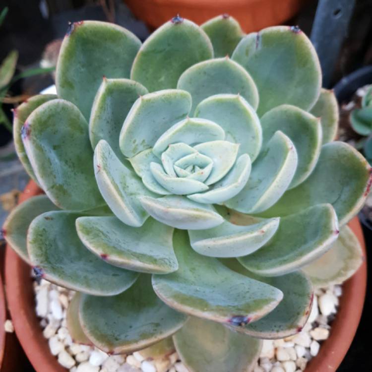 Plant image Echeveria Agyntha