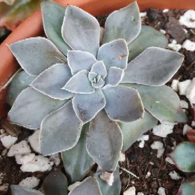 Echeveria Trianthina 