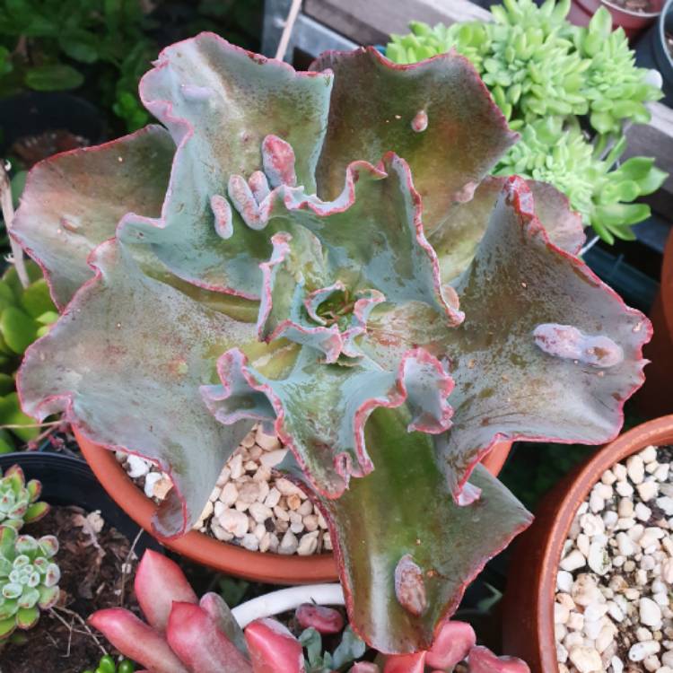 plant image 1241407