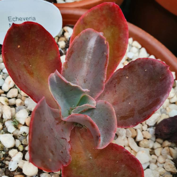 Plant image Echeveria Mary Too