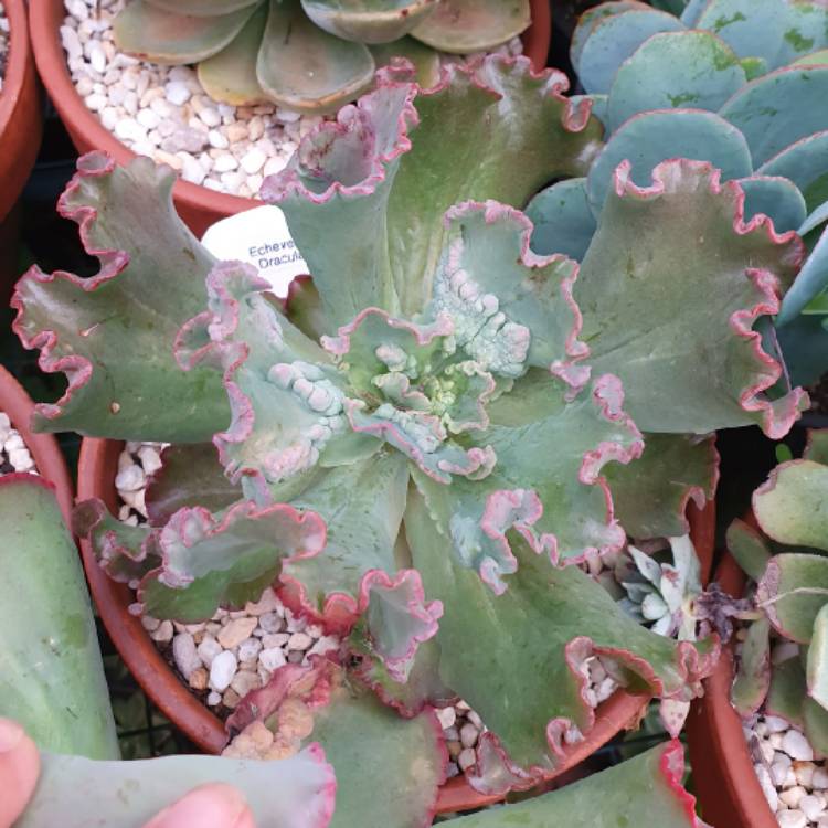 plant image 1241797