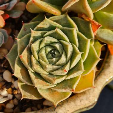 xSedeveria Southern Belle