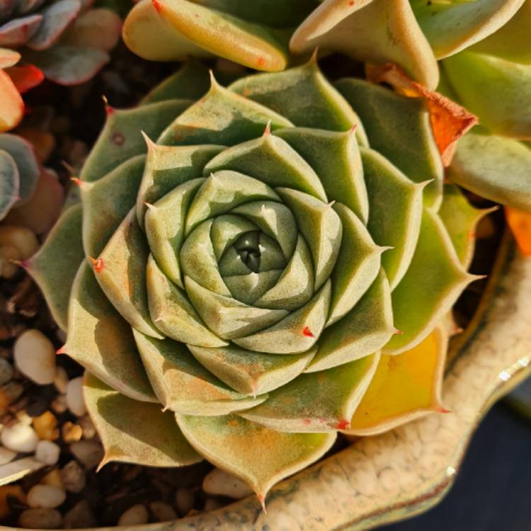 plant image 1244797