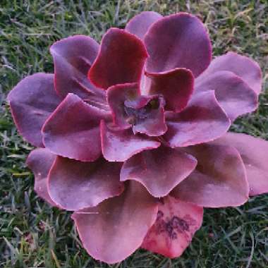 Echeveria Gingerbread
