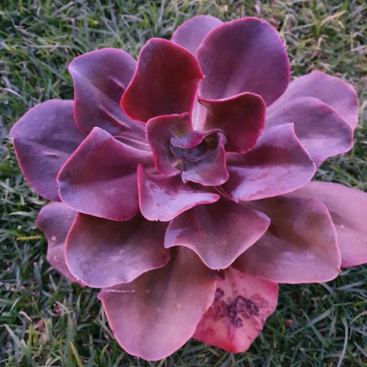 Plant image Echeveria Gingerbread