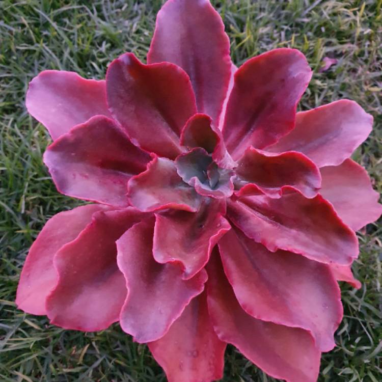Plant image Echeveria Strawberry Paddle