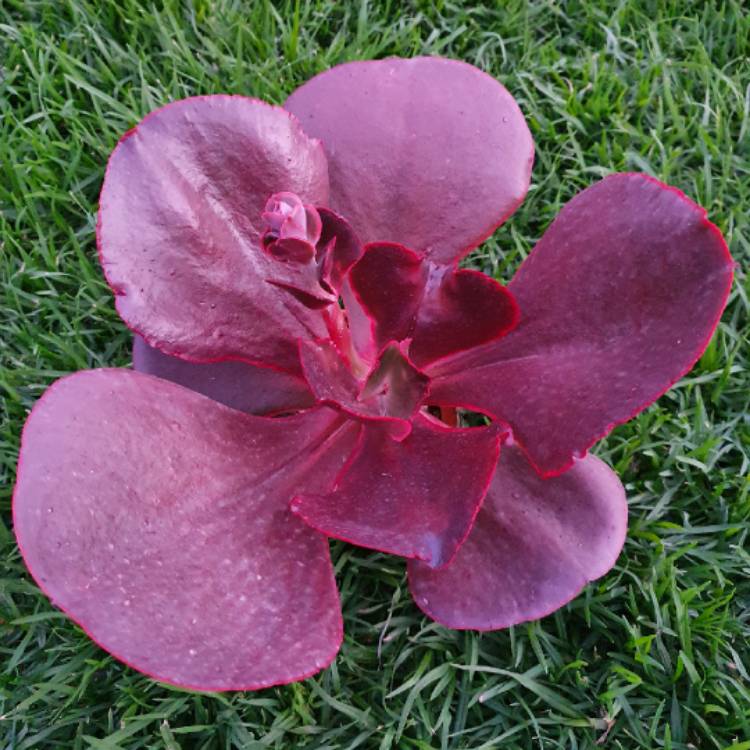 plant image 1252708