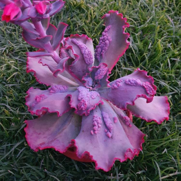Plant image Echeveria Virginia lee