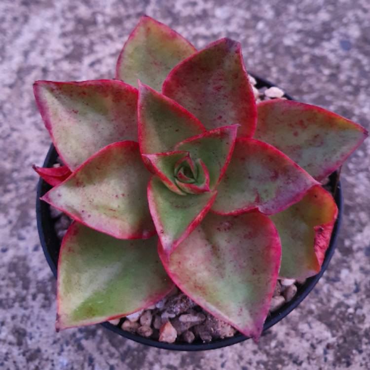 Plant image Echeveria Salsa Verde