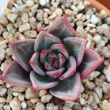 Echeveria Baekya