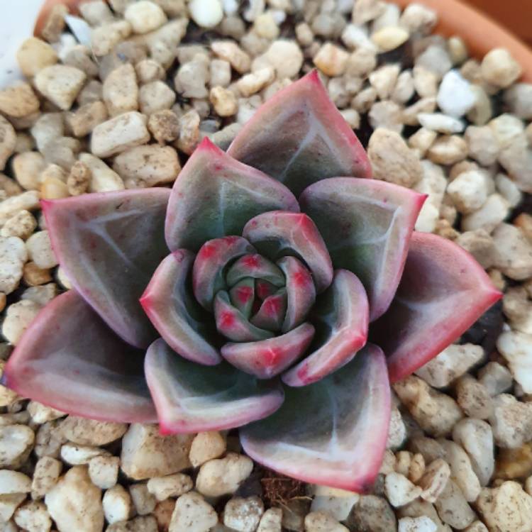 plant image 1259051