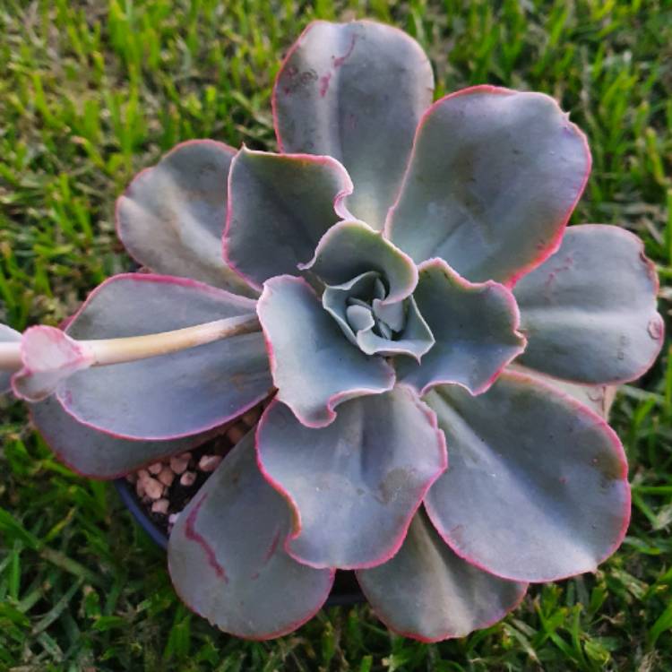 Plant image Echeveria Pinkle