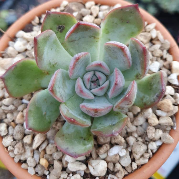 Plant image Echeveria Roulette