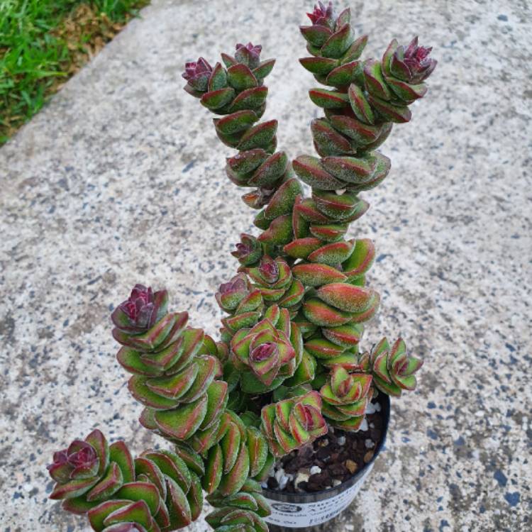 plant image 1260857 plant image 1260857