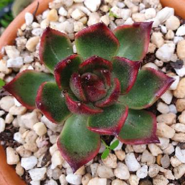 Echeveria Cimette