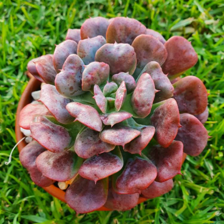 plant image 1309937