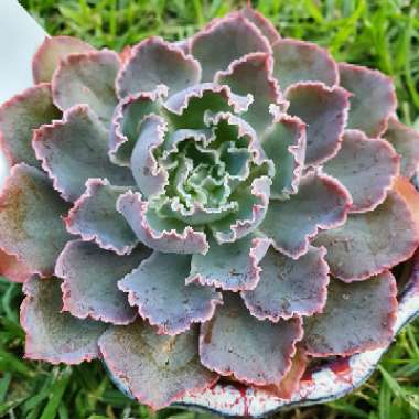 Echeveria Neon Breakers